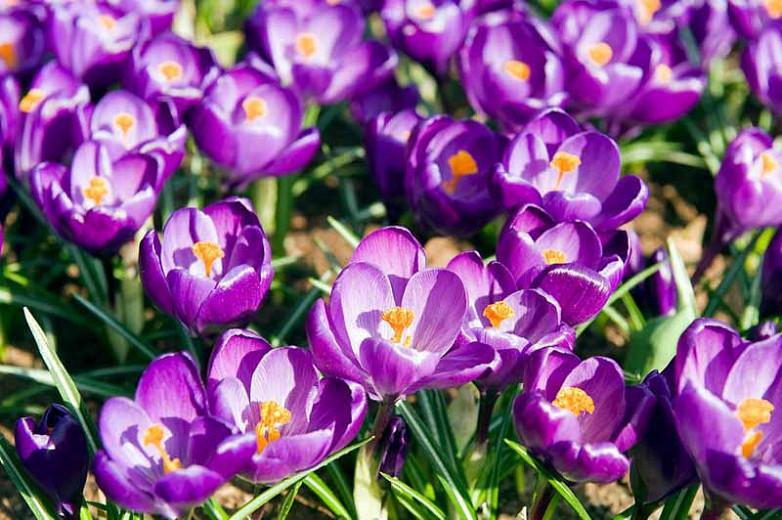 Crocus vernus Flower Record,Dutch Crocus 'Flower Record', Crocus 'Flower Record', Spring Bulbs, Spring Flowers , Giant crocus, purple crocus, early spring bulb